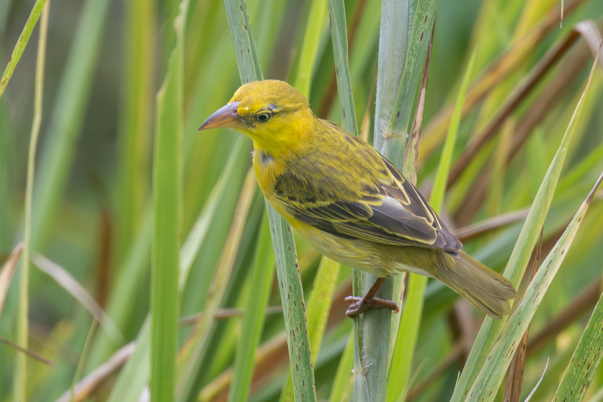 Principe Weaver (Ploceus princeps), photo 5