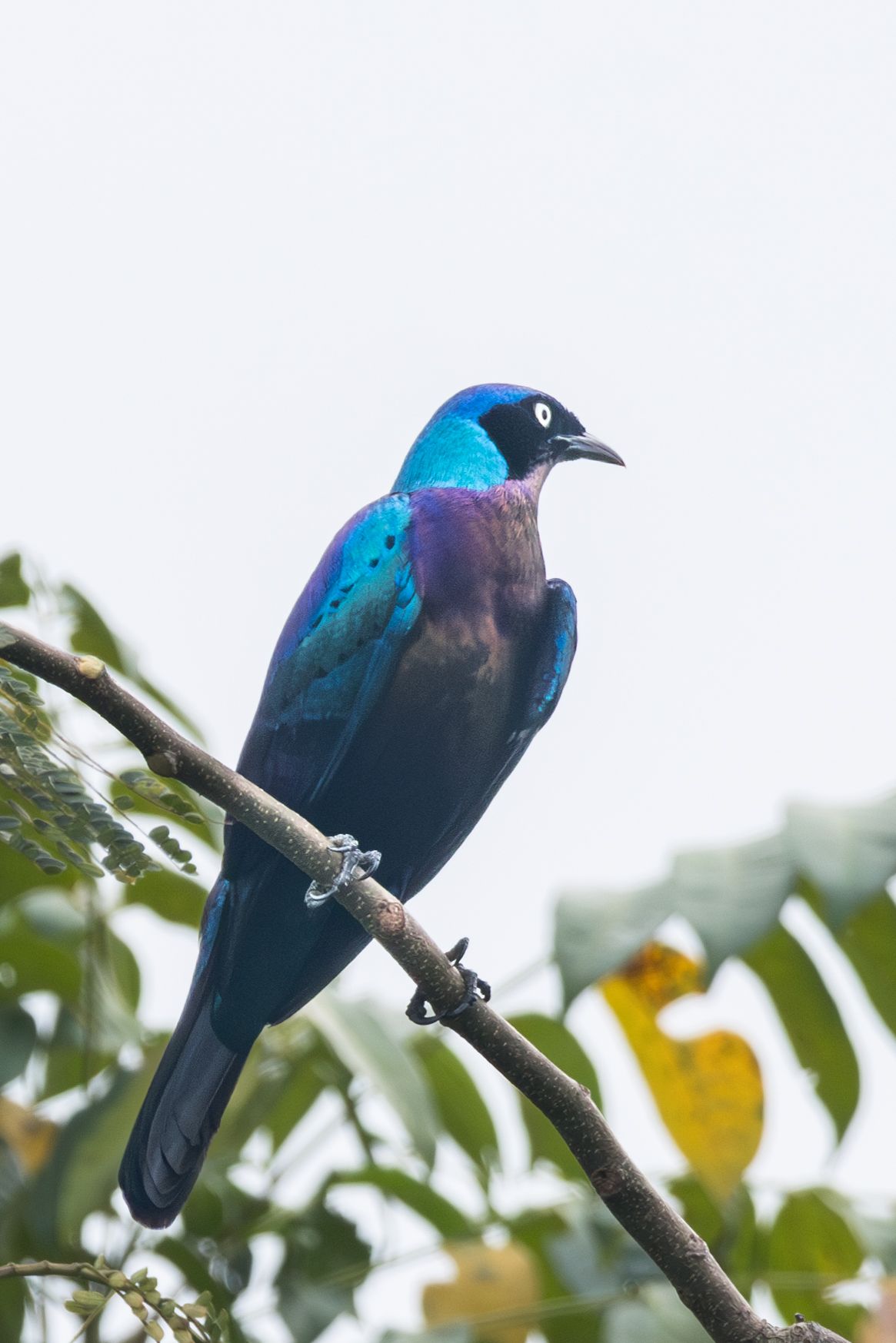 Splendid Starling (Lamprotornis splendidus), photo 9