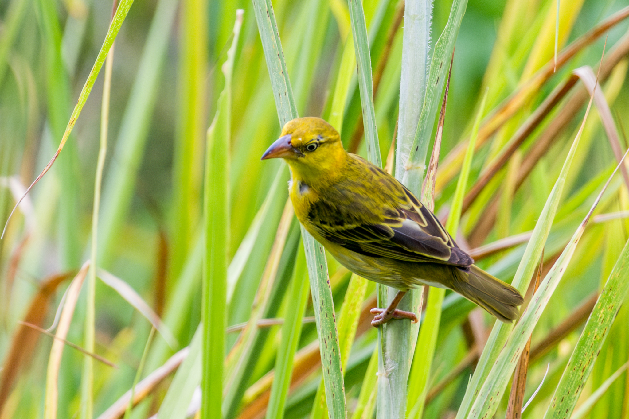 Principe Weaver (Ploceus princeps), photo 6