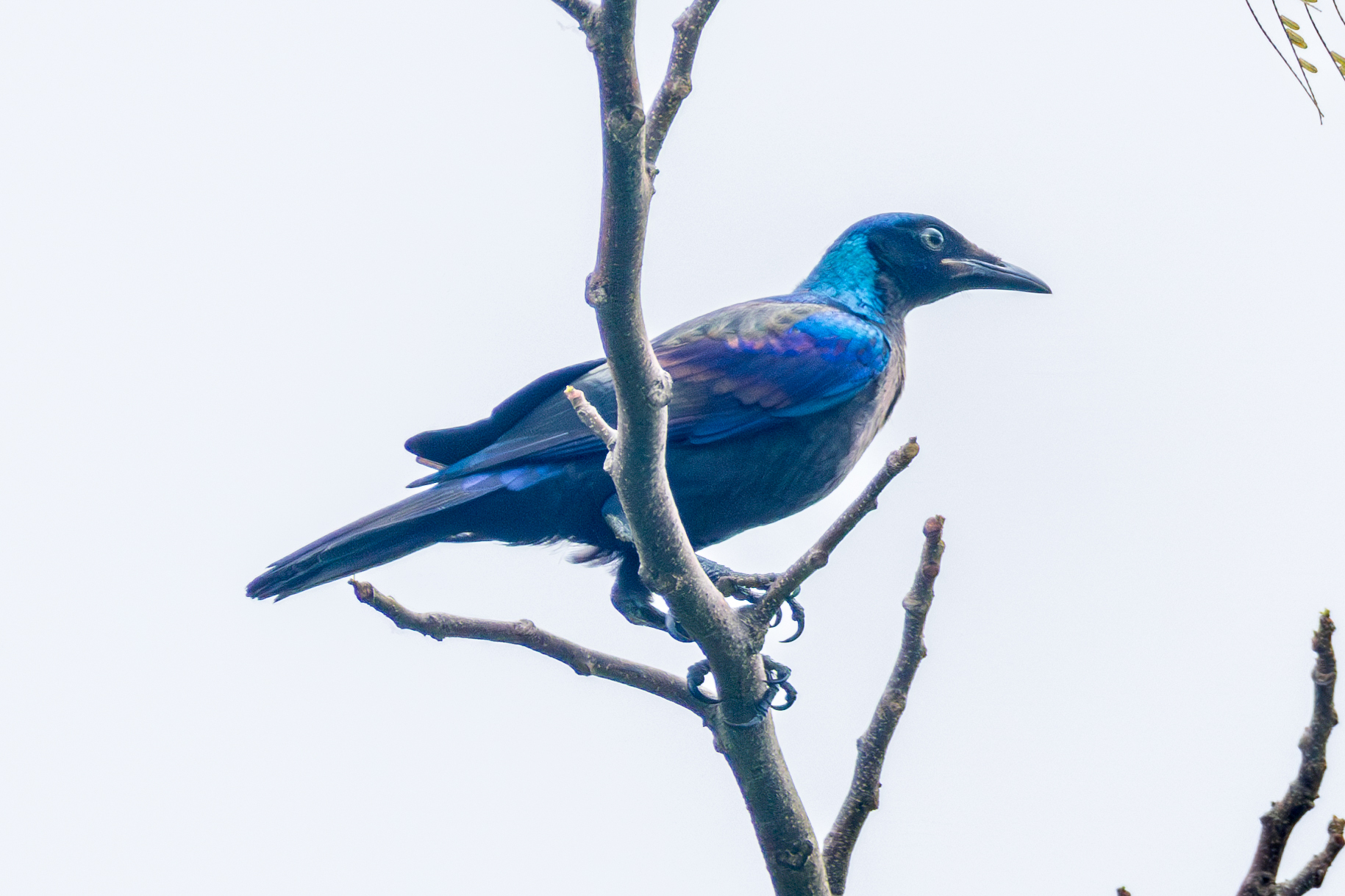 Splendid Starling (Lamprotornis splendidus), photo 10
