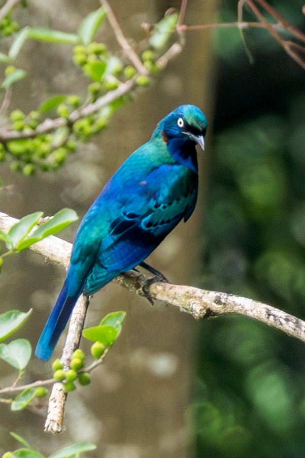 Splendid Starling (Lamprotornis splendidus), photo 1