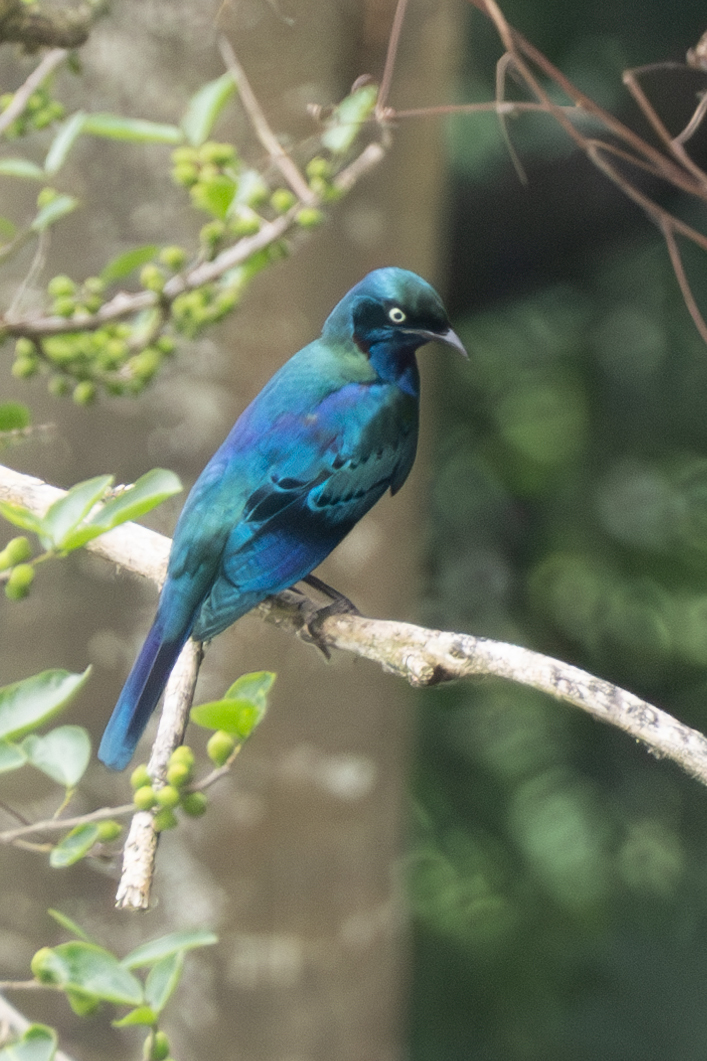Splendid Starling (Lamprotornis splendidus), photo 2