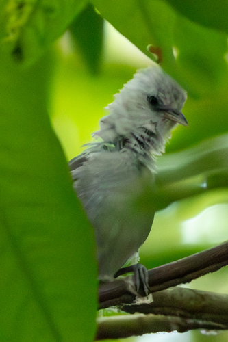 Principe Speirops (Zosterops leucophaeus), photo 7