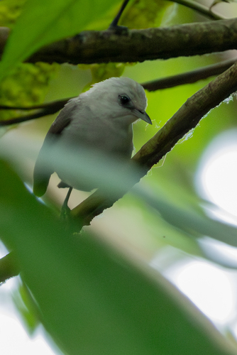 Principe Speirops (Zosterops leucophaeus), photo 2