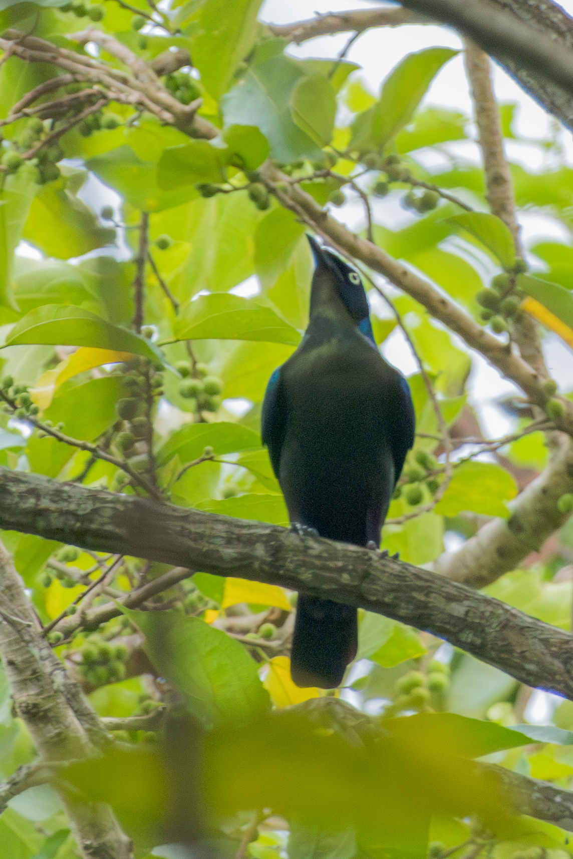 Principe Starling (Lamprotornis ornatus), photo 2