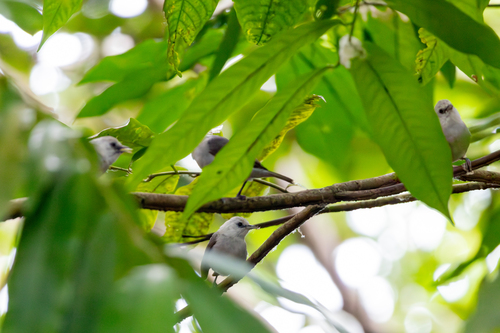 Principe Speirops (Zosterops leucophaeus), photo 5