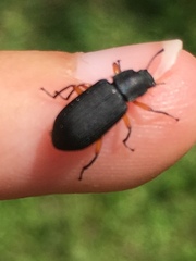 Haplandrus fulvipes