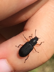 Haplandrus fulvipes