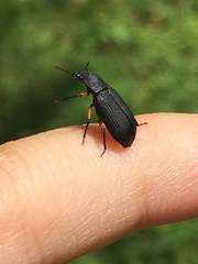 Haplandrus fulvipes