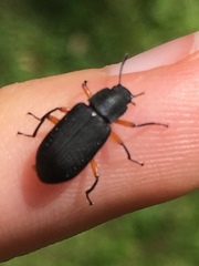 Haplandrus fulvipes