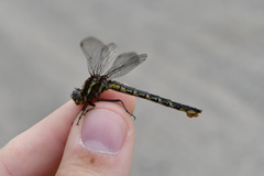 Phanogomphus lividus