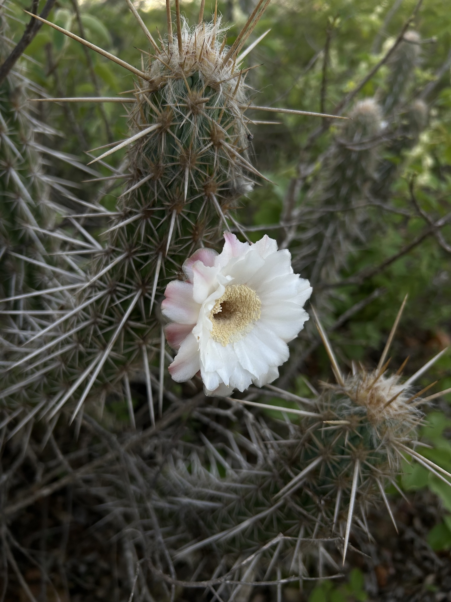 Xiquexique gounellei