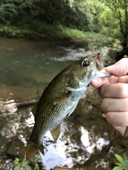 Micropterus coosae