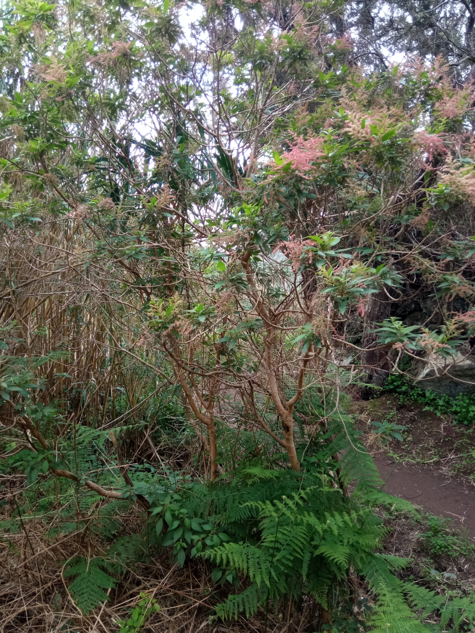 Imagem de Urtiga-branca