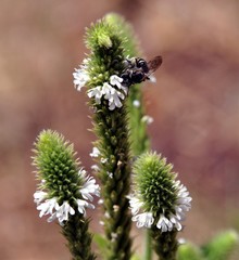 Dalea candida