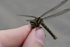 Phanogomphus lividus
