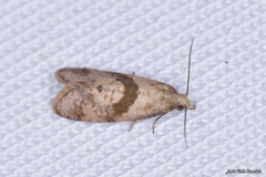 Cochylidia implicitana
