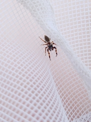 Metaphidippus chera