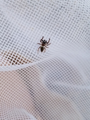 Metaphidippus chera