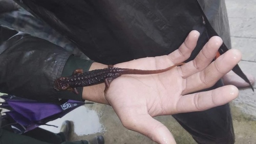 Longchuan Crocodile Newt