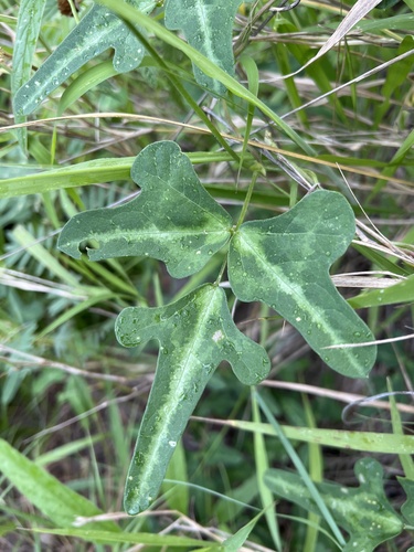 Foto de Feijão-caupi