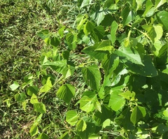 Ampelopsis cordata