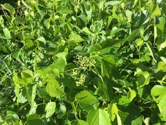 Ampelopsis cordata