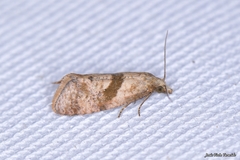 Cochylidia implicitana