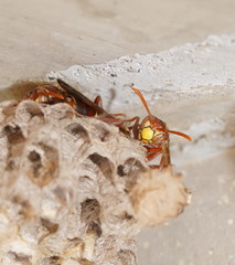 Polistes humilis synoecus