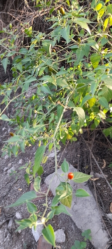 Foto de Aji puta pariu