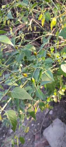 Foto de Aji puta pariu