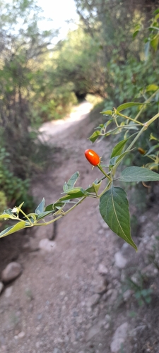 Foto de Aji puta pariu