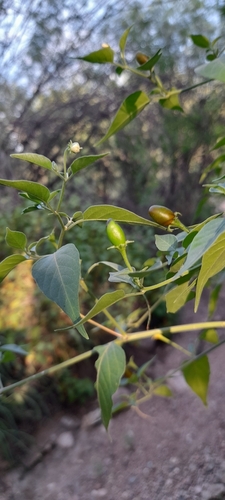 Foto de Aji puta pariu
