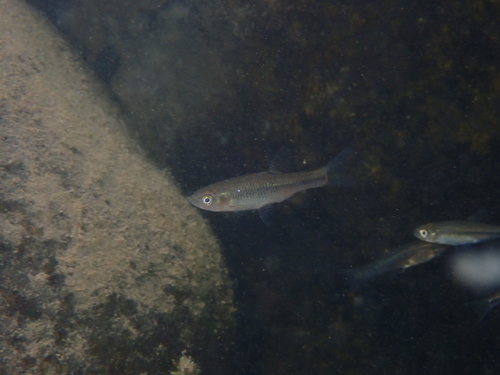 Taiwanese minnow (Pararasbora moltrechti) — Cyprinidae