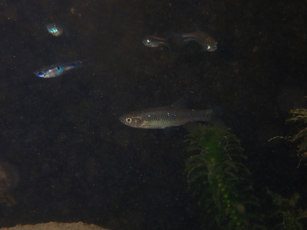Taiwan minnow (Pararasbora moltrechti) — Cyprinidae