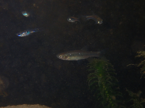Taiwan minnow (Pararasbora moltrechti) — Cyprinidae