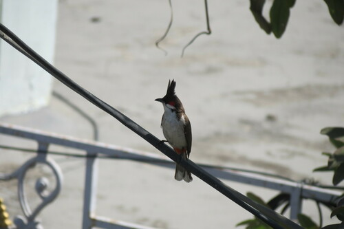 Red-whiskered Bulbul