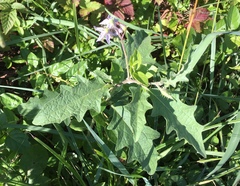 Solanum carolinense