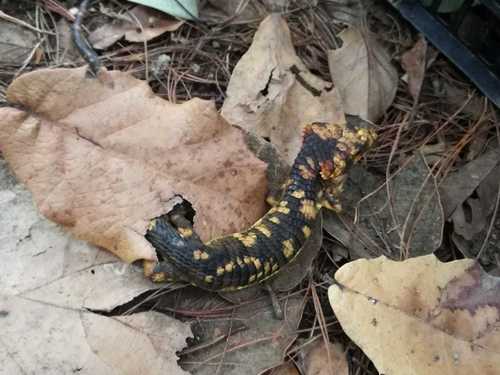 Red-lipped Arboreal Alligator Lizard