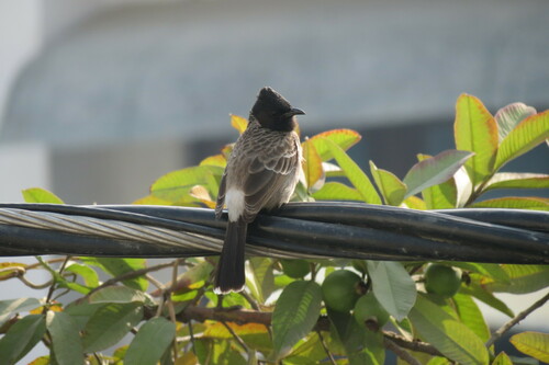 Red-vented Bulbul