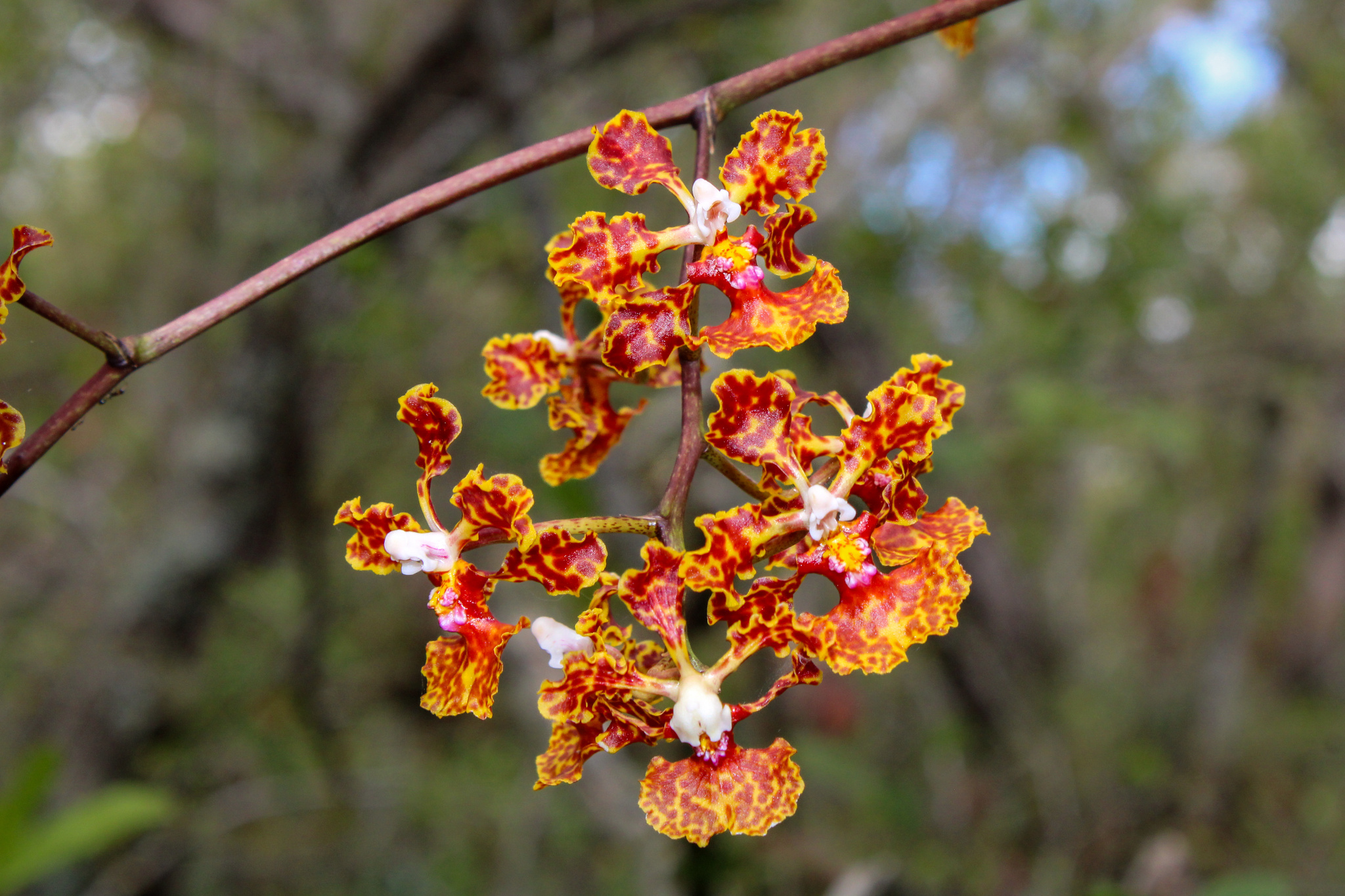 Trichocentrum undulatum