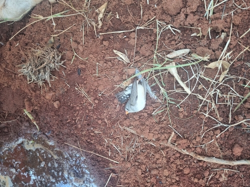 Zebra Finch