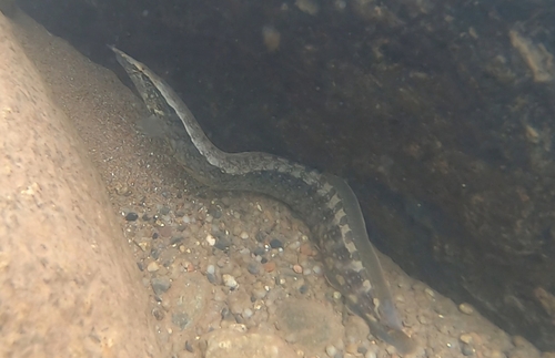 Belted spiny eel (Macrognathus circumcinctus) — Mastacembelidae