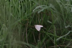 Protodeltote albidula