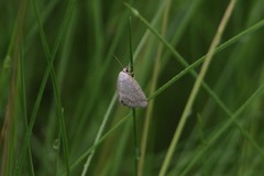 Protodeltote albidula