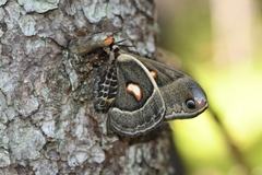 Hyalophora columbia