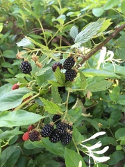 Rubus allegheniensis