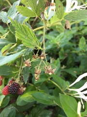 Rubus allegheniensis