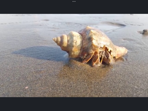 Orange-striped Hermit Crab