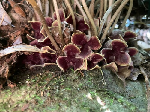 Asarum asperum iNat (3)